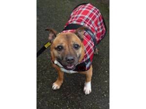 Greg - Male Staffordshire Bull Terrier (SBT) Photo
