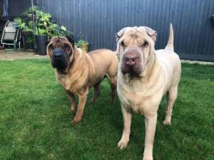 Ted - Male Shar-Pei Photo