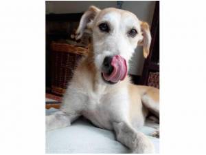 SCOUT - Lurcher Photo