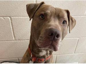 MAX - Staffordshire Bull Terrier
crossbreed Photo