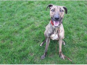 SUE - Lurcher Photo