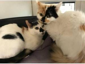 CALLIE AND CLEO - Domestic Semi
crossbreed Photo