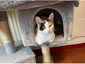 ELSA - Domestic Shorthair
crossbreed Photo