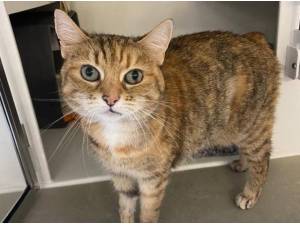 JENNY - Domestic Shorthair
crossbreed Photo
