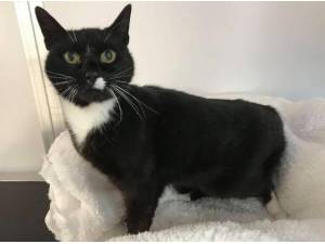 NOODLES - Domestic Shorthair
crossbreed Photo
