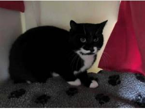 HANK - Domestic Shorthair
crossbreed Photo