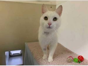 KIT - Domestic Shorthair
crossbreed Photo