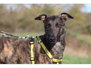Arnie - Male Lurcher Photo