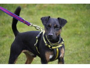Ed - Male Terrier Cross Photo