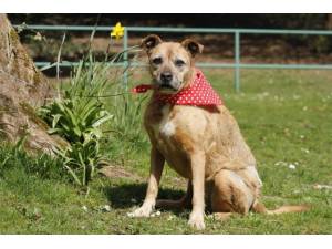 Jessica - Female A Crossbreed Photo