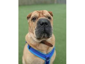 Tye - Male Shar-Pei Photo
