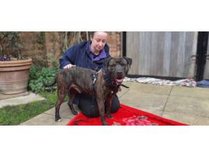 Rex - male Staffy crossbreed Photo