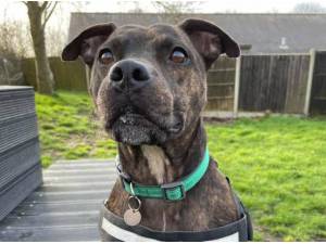 BRYN - Staffordshire Bull Terrier Photo