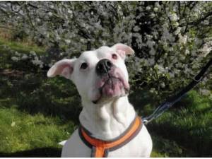 CHARLIE - American Bulldog
crossbreed Photo