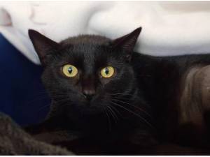CLEMENTINE - Domestic Shorthair
crossbreed Photo