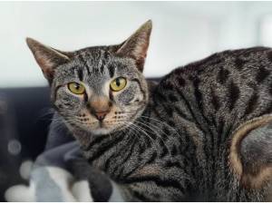 GOOSEBERRY - Domestic Shorthair
crossbreed Photo