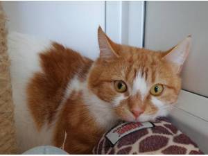 FRANKLIN - Domestic Shorthair
crossbreed Photo