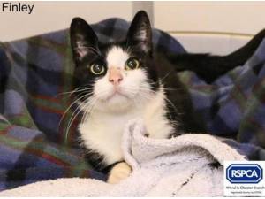 FINLEY - Domestic Shorthair
crossbreed Photo