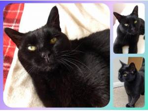 VIXON - Domestic Shorthair
crossbreed Photo