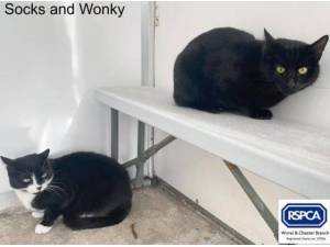 SOCKS AND WONKY - Domestic Shorthair
crossbreed Photo