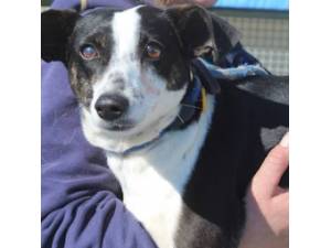 Melanie - Female Cross Breed Photo