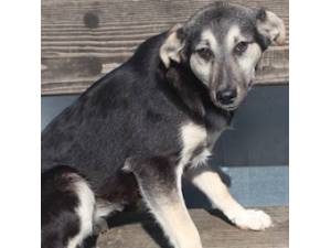Sophia - Female Cross Breed Photo
