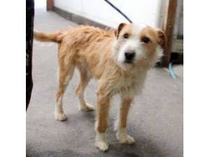 Dickens - Male Terrier Cross Photo