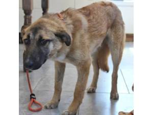 Ella - Female Cross Breed Photo
