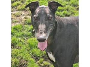 Woody - Greyhound Photo