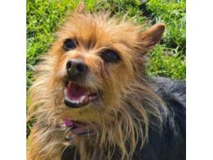 Roxy - Yorkshire Terrier Photo