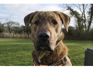 Harvey - Male Mastiff: Bull Photo