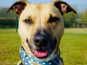 Holmes - Male A Crossbreed Photo