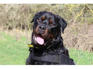Zak - Male Rottweiler Photo