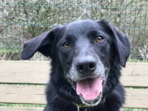 Zeke - Male Collie Cross (Border) Photo