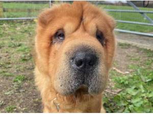 MEATBALL - Shar-Pei Photo