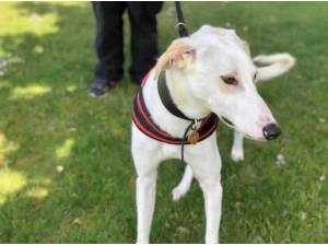 RUMBLE - Lurcher
crossbreed Photo
