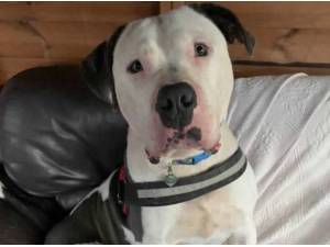 KIWI - American Bulldog
crossbreed Photo