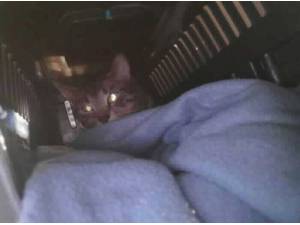 SHELDON - Domestic Shorthair
crossbreed Photo
