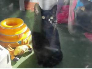 LUNA - Domestic Shorthair
crossbreed Photo