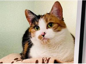 DORIANNE - Domestic Shorthair
crossbreed Photo