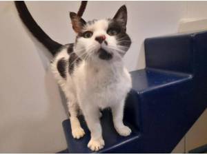KIZZY - Domestic Shorthair
crossbreed Photo