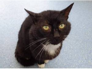 RHINO - Domestic Shorthair
crossbreed Photo