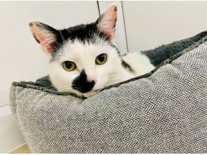 TAMMY - Domestic Shorthair
crossbreed Photo