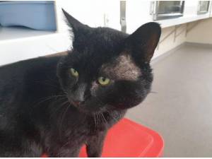 BRIMSLEY - Domestic Shorthair
crossbreed Photo