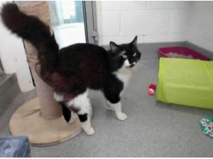 ANGUS - Domestic Shorthair
crossbreed Photo