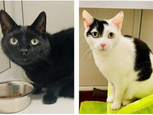 TOLLY AND TIBBS - Domestic Shorthair
crossbreed Photo
