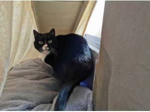JOEY - Domestic Shorthair
crossbreed Photo