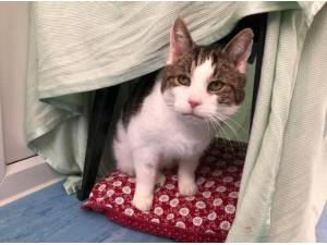 LENNOX - Domestic Shorthair
crossbreed Photo
