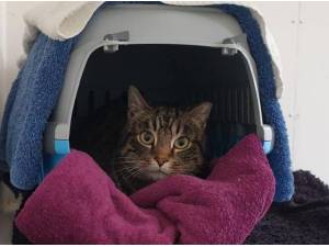 TRISTAN - Domestic Shorthair
crossbreed Photo