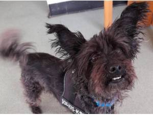 BAILEY - Poodle (Miniature)
crossbreed Photo